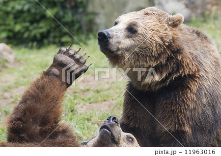 Two Black grizzly bears while fighting Two Black grizzly bears while fighting 11963016