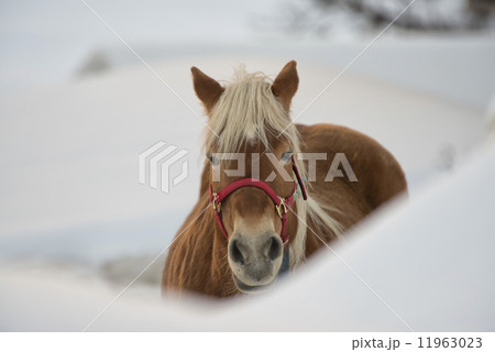 Horse portrait on the white snow while looking at you 11963023