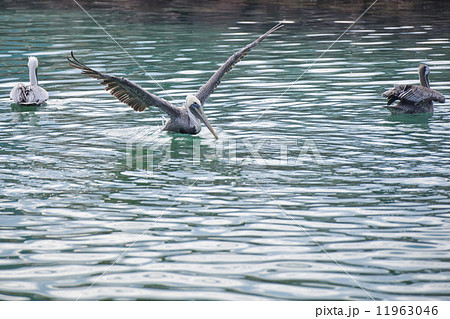 Pelican while flying Pelican while flying 11963046