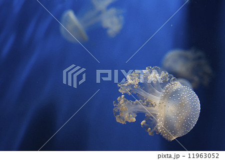 Aquarium Jellyfish in the deep blue Aquarium Jellyfish in the deep blue 11963052