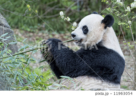 giant panda while eating bamboo giant panda while eating bamboo 11963054