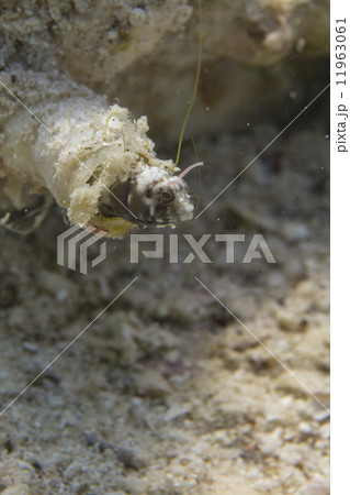 Goby fish Goby fish 11963061