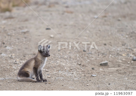 Arctic fox in Svalbard Spitzbergen Island Arctic fox in Svalbard Spitzbergen Island 11963097