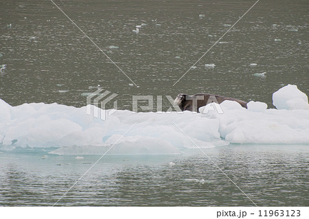 A seal relaxing on a small iceberg in Svalbard Spitzbergen A seal relaxing on a small iceberg in Svalbard Spitzbergen 11963123