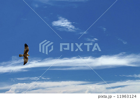 A kite eagle osprey on the deep blue sky background 11963124