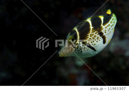 A colorful fish portrait in Cebu Philippines 11963307