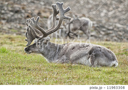 wild reindeer in Spitzbergen wild reindeer in Spitzbergen 11963308