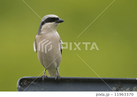Isolated sparrow looking at you on green background Isolated sparrow looking at you on green background 11963370
