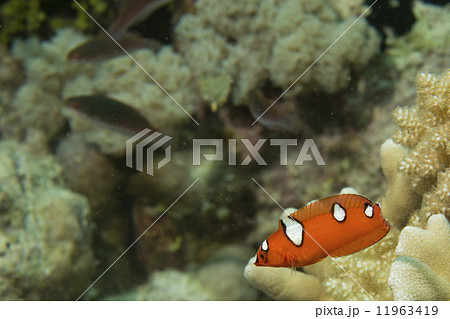 Coris rainbow wrasses fish portrait Coris rainbow wrasses fish portrait 11963419