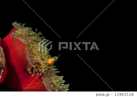 Clown red fish in red anemone in the black background 11963518