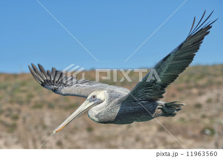 Pelican while flying Pelican while flying 11963560