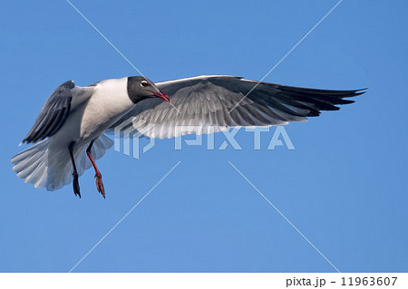 Seagull flying to you 11963607