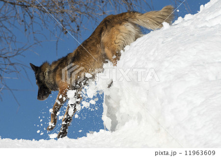 Dog while running on the snow 11963609
