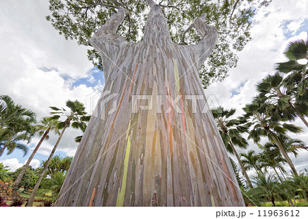 Rainbow Eucaliptus tree in hawaii Rainbow Eucaliptus tree in hawaii 11963612
