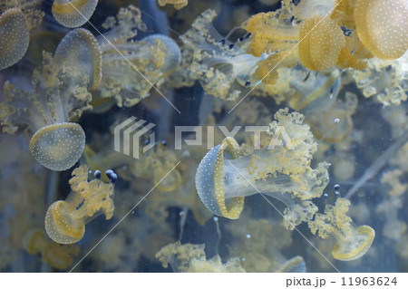 Aquarium Jellyfish in the deep blue Aquarium Jellyfish in the deep blue 11963624