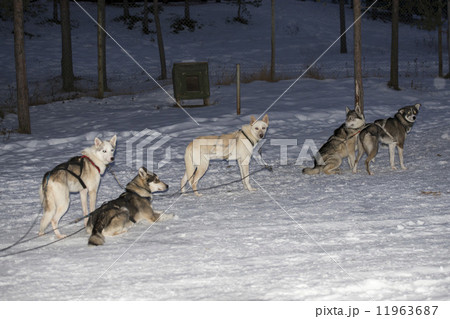 sledding with sled dog in lapland in winter time sledding with sled dog in lapland in winter time 11963687
