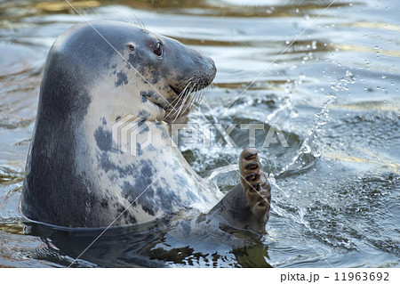 grey seal portrait grey seal portrait 11963692