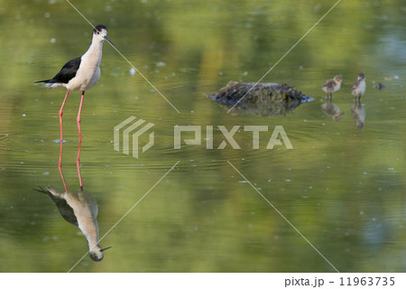 young puppy bird black-winged stilt and mother young puppy bird black-winged stilt and mother 11963735