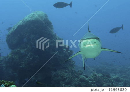 A grey shark jaws ready to attack underwater close up portrait A grey shark jaws ready to attack underwater close up portrait 11963820