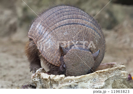 armadillo portrait 11963823