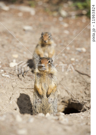 Ground squirrel portrait 11963824