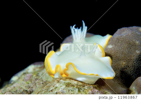 A colorful nudibranch on hard coral macro in Cebu Philippines 11963867
