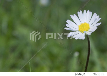 Daisy flowers on green background 11963880