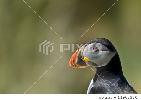 A colorful Puffin Portrait isolatid in natural enviroment on green background A colorful Puffin Portrait isolatid in natural enviroment on green background 11963930
