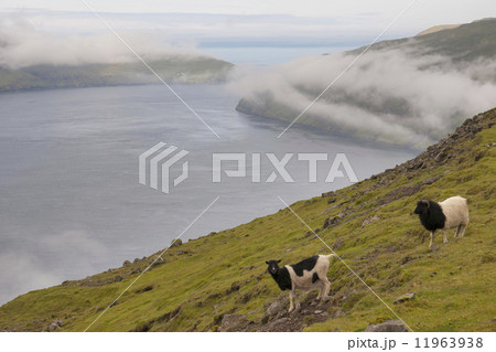 Sheep ram in far faer oer island landscape Sheep ram in far faer oer island landscape 11963938