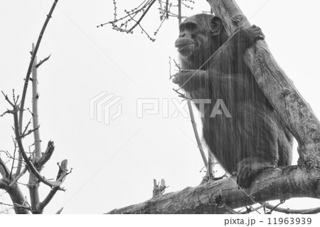 Ape chimpanzee monkey in black and white Ape chimpanzee monkey in black and white 11963939