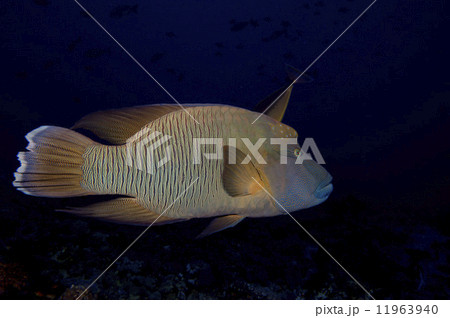 A napoleon fish in the black background 11963940