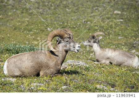 Big Horn Sheep portrait 11963941