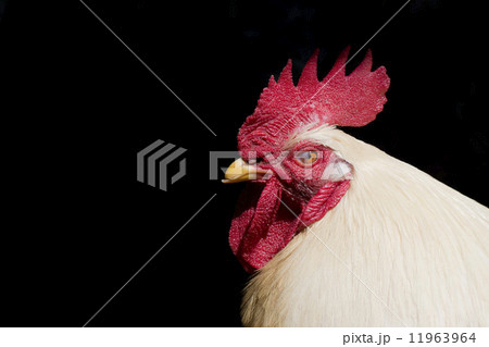 A white rooster cock portrait A white rooster cock portrait 11963964