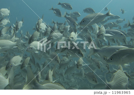 Inside a school of fish underwater 11963965