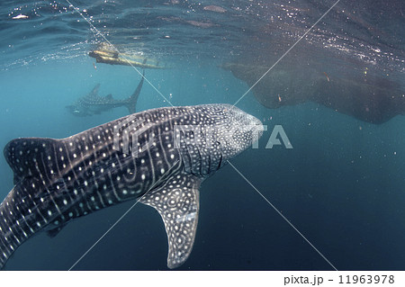 Whale Shark coming to you underwater 11963978