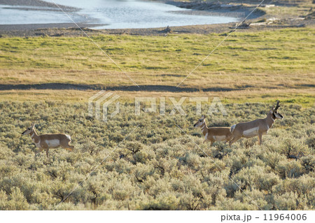 Pronghorn in Lamar Valley Pronghorn in Lamar Valley 11964006