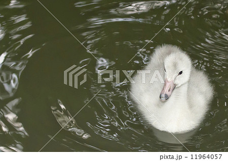Isolated puppy young Swan portrait looking at you 11964057