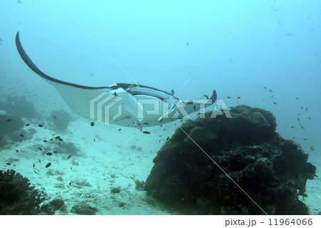 Manta underwater close up portrait while diving 11964066