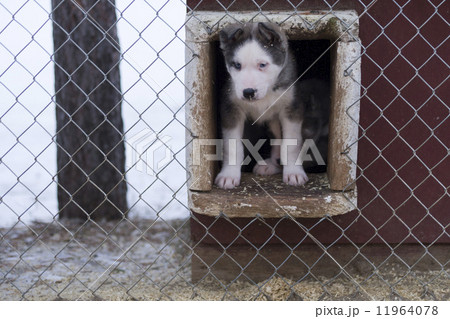 puppy two months old husky dog puppy two months old husky dog 11964078