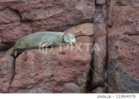 sea lion seals relaxing 11964079