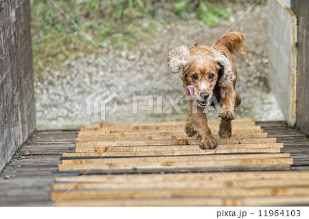 Happy Dog English cocker spaniel while running to you 11964103