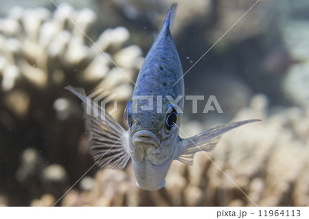 Colorful fish while looking at you on the sand background Colorful fish while looking at you on the sand background 11964113