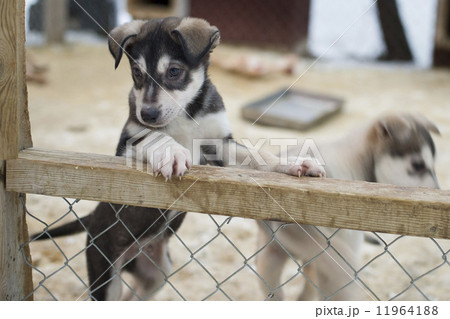 puppy two months old husky dog puppy two months old husky dog 11964188