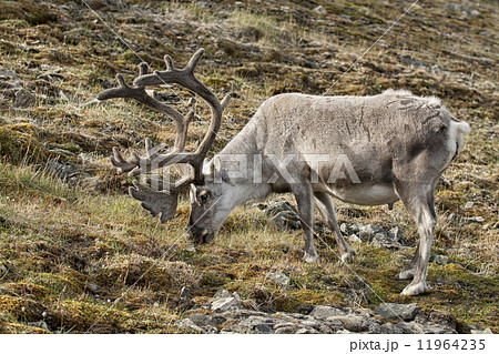 wild reindeer in Spitzbergen 11964235