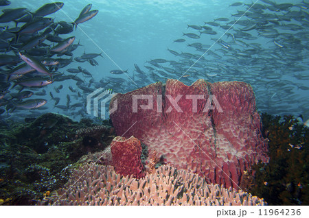 A Giant sponge in the blue background Raja Ampat Papua, Indonesia A Giant sponge in the blue background Raja Ampat Papua, Indonesia 11964236