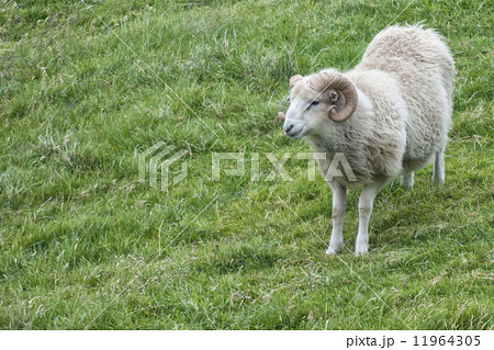 Big white ram sheep 11964305