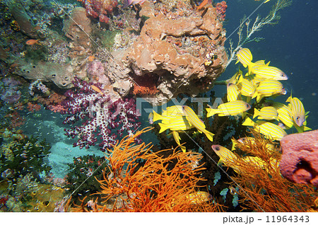 The colorful underwater realms of Raja Ampat, Papua Indonesia The colorful underwater realms of Raja Ampat, Papua Indonesia 11964343