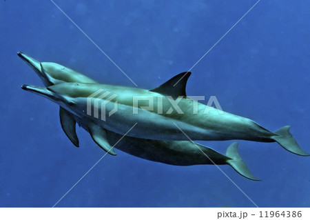 Dolphin underwater 11964386