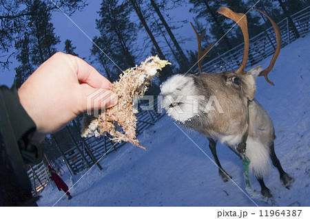 reindeer portrait in winter snow time 11964387