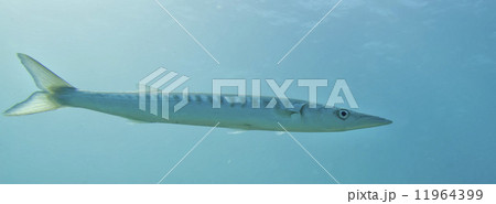 Barracuda Fish underwater Barracuda Fish underwater 11964399